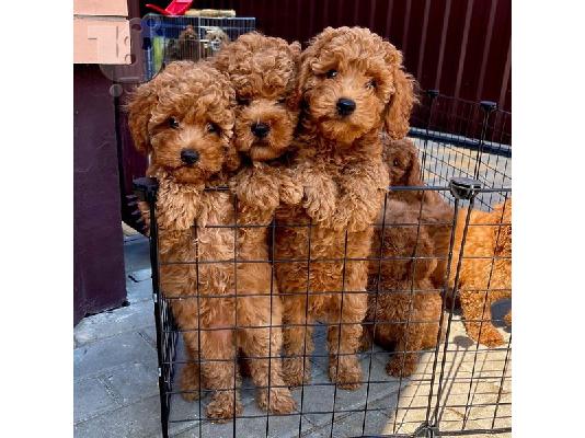 Labradoodle F1 κουτάβια προς πώληση